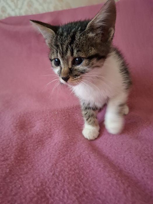 Много мило женско котенце на 1,5 месеца