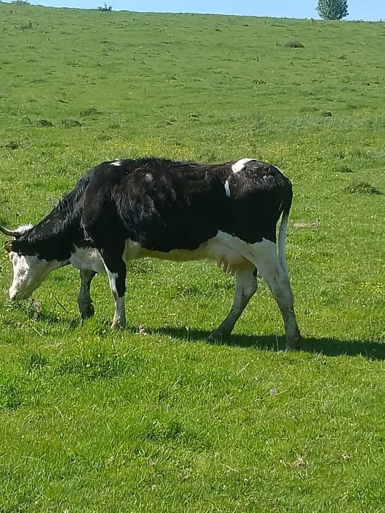 Vând o văcuță fătată recent la al treilea vitel