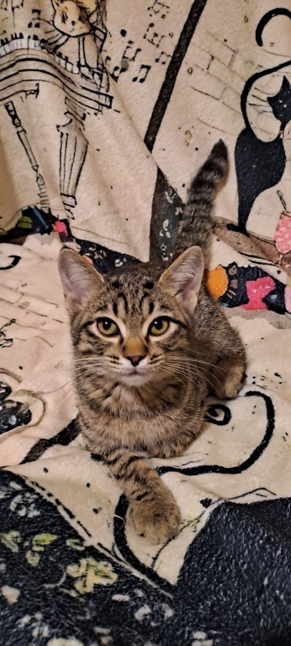Котенок в добрые руки