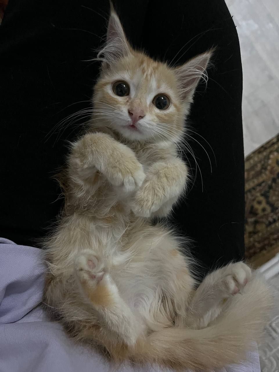 Пристраиваются котята