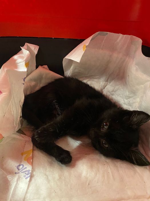 Котенце момче 3 седмици