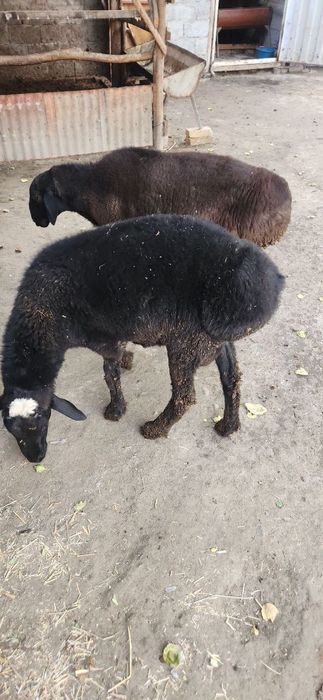 Quzi qochqorlar sotiladi