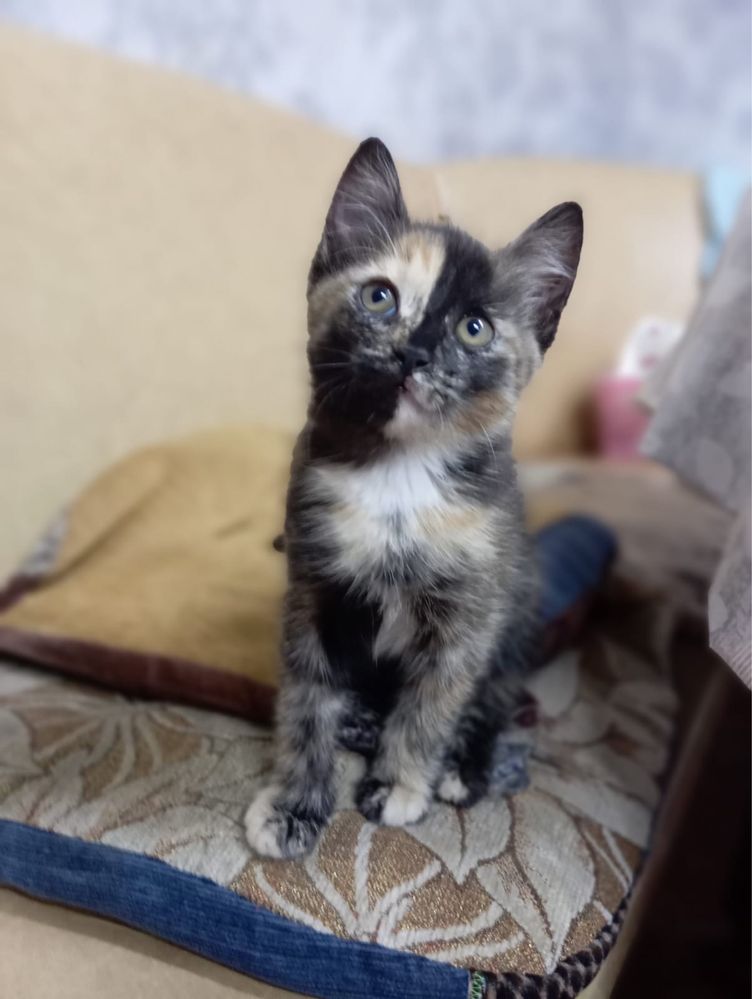 Кошечка и котик в добрые руки