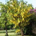 Salcam roz Robinia casque rouge frisia Salcam galben Laburnum