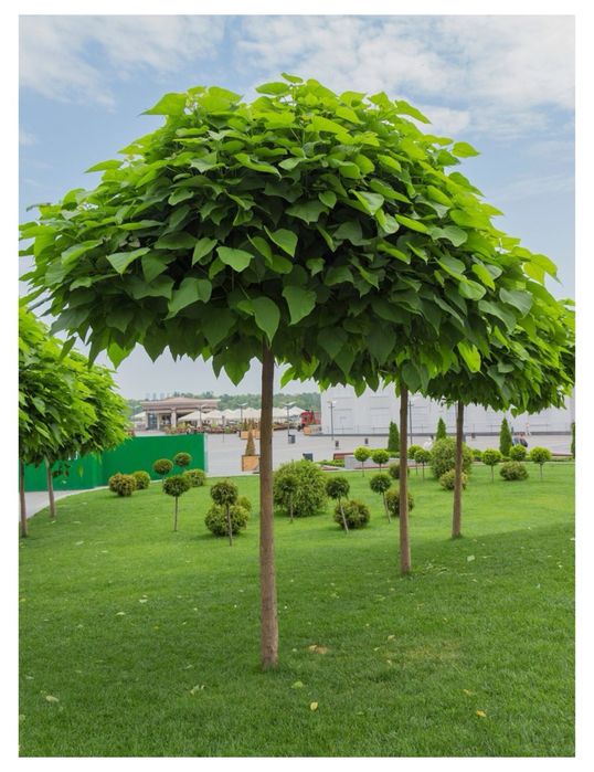 Puieti arbori platan Catalpa Bignonioides