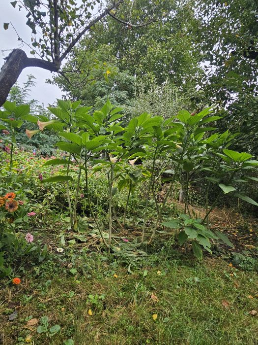 BRUGMANSIA (Trompeta Îngerilor) Plante Adulte Mari