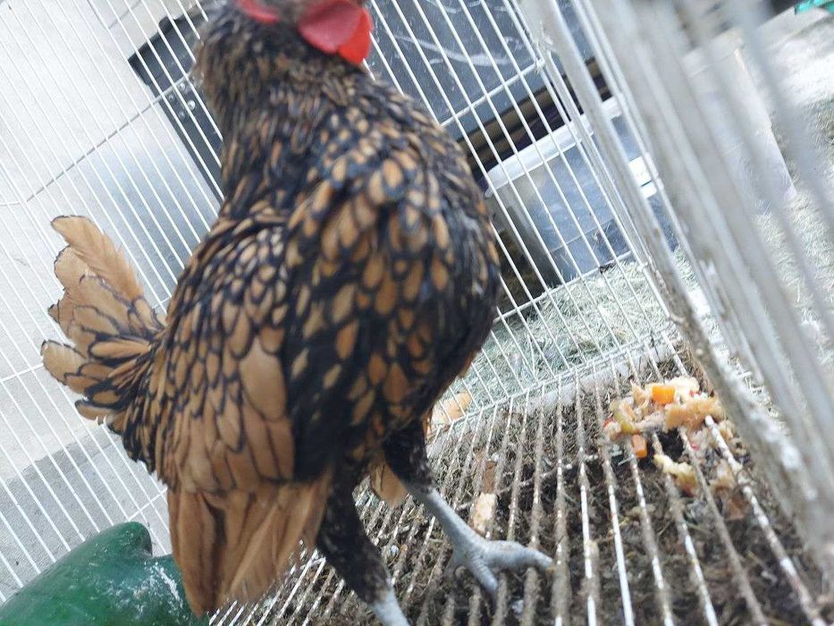 Zolotoy sibrayt jo'ja xo'rozchasi sotiladi