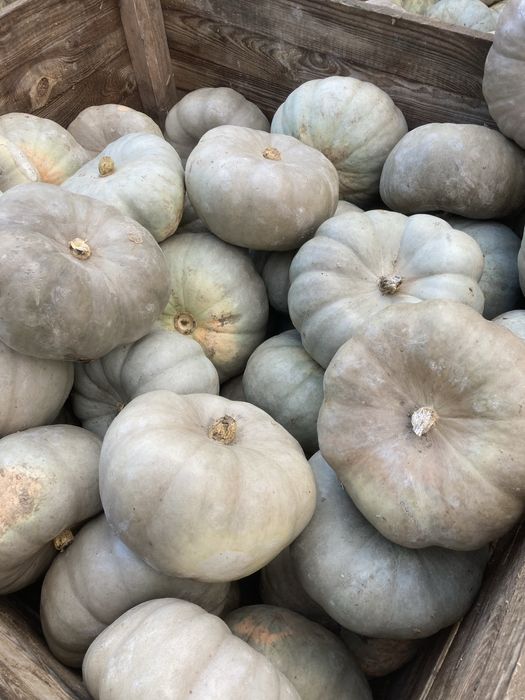 Продавам Тикви за Животни