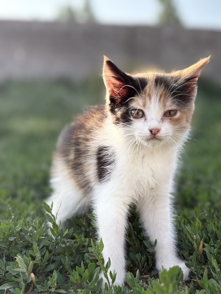 Отдам девочку котенка