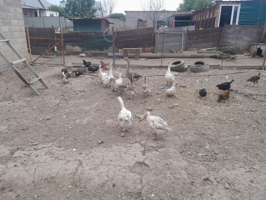 Продам гусей и индюка