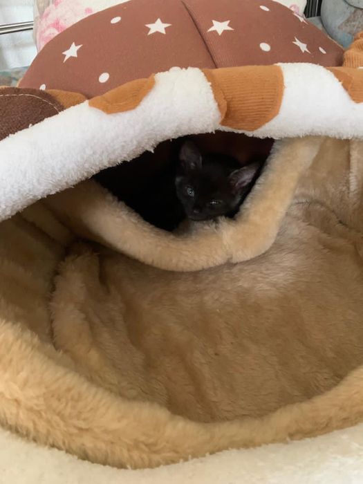 Отдам котят бесплатно