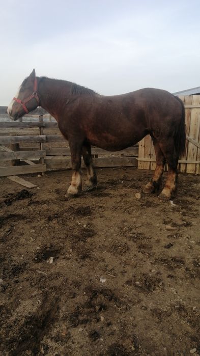 Iapa  gestanta in 5 luni