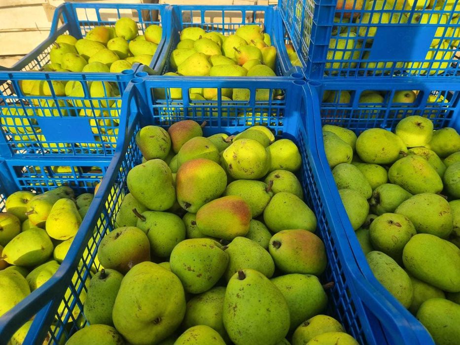 PERE Industrie/ Sucuri 2 LEI / KG