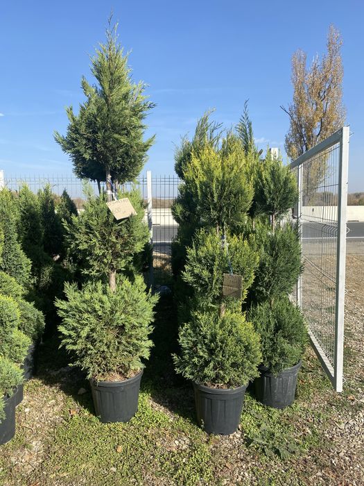 Spirale pompon etajate din leulandi