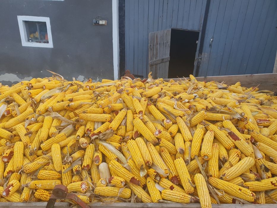 Vând porumb stiuleti