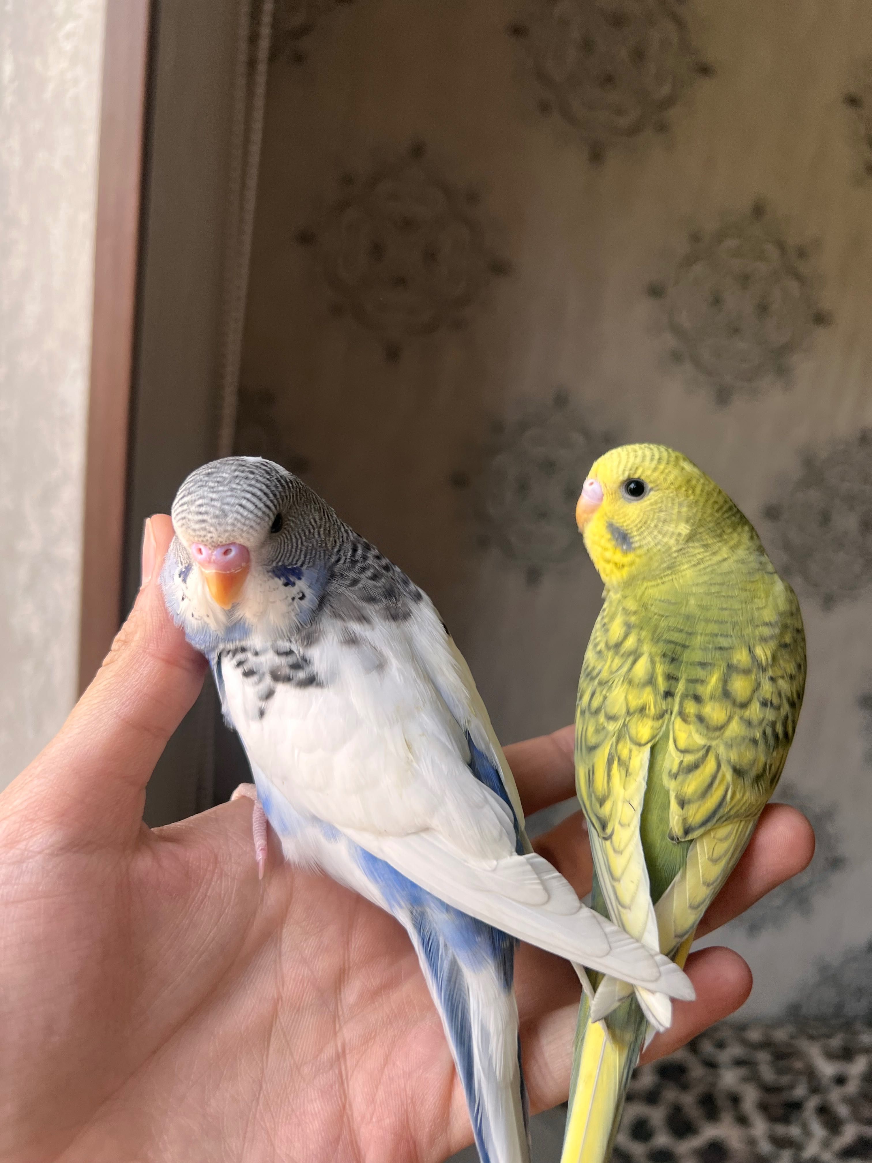 Popugaychiki judayam shirin yoqimtoy Valnisti попугай волнистый