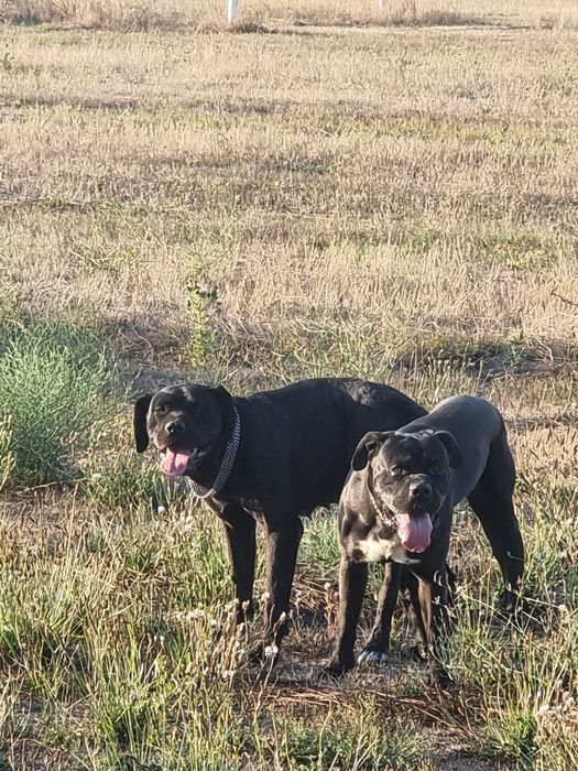 Продават се кученца кане корсо