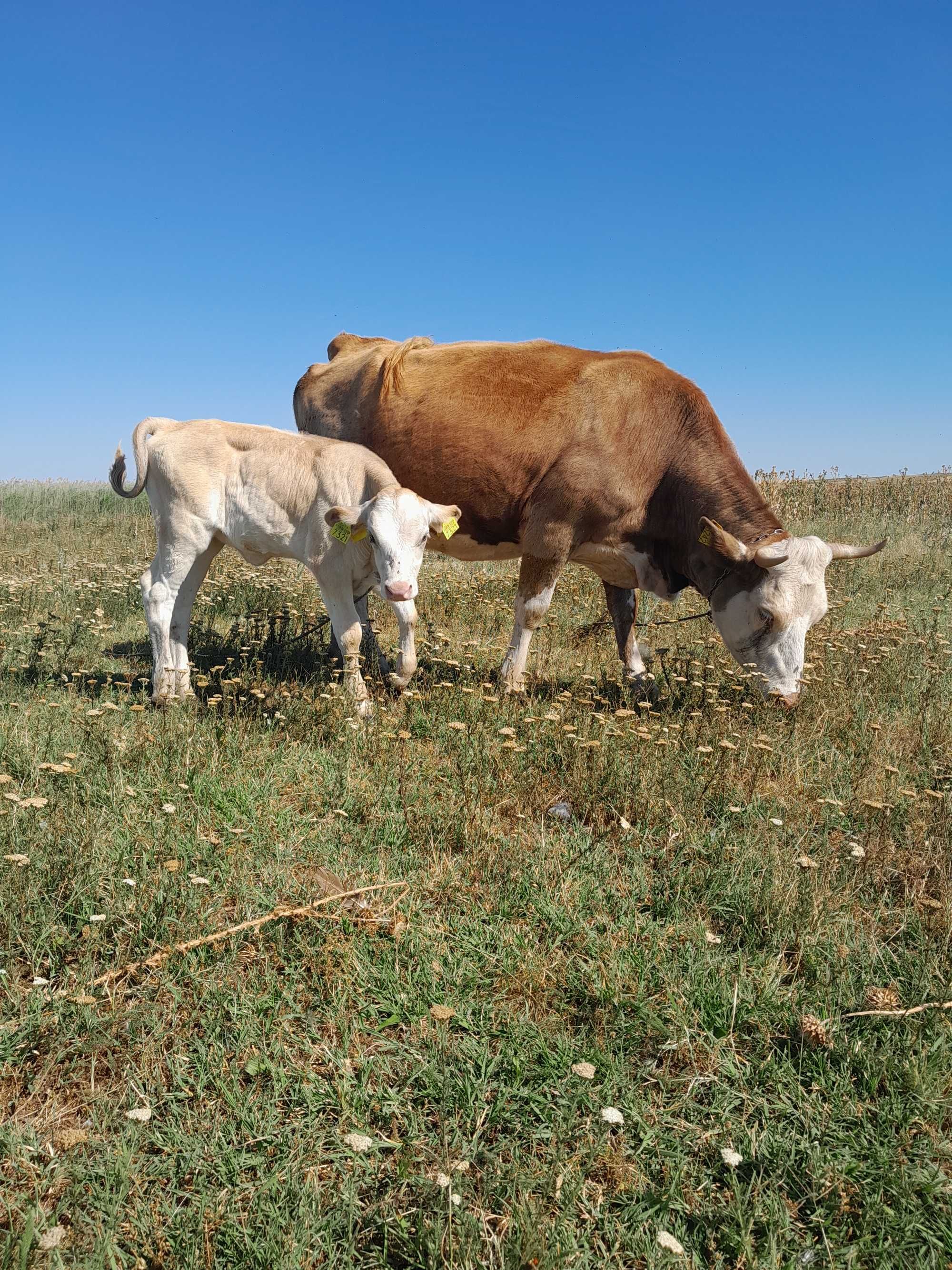 Vaca baltata romaneasca cu vitea.