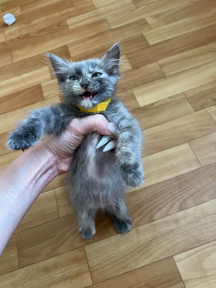 Котенок (девочка, 1 месяц) ищет добрые руки