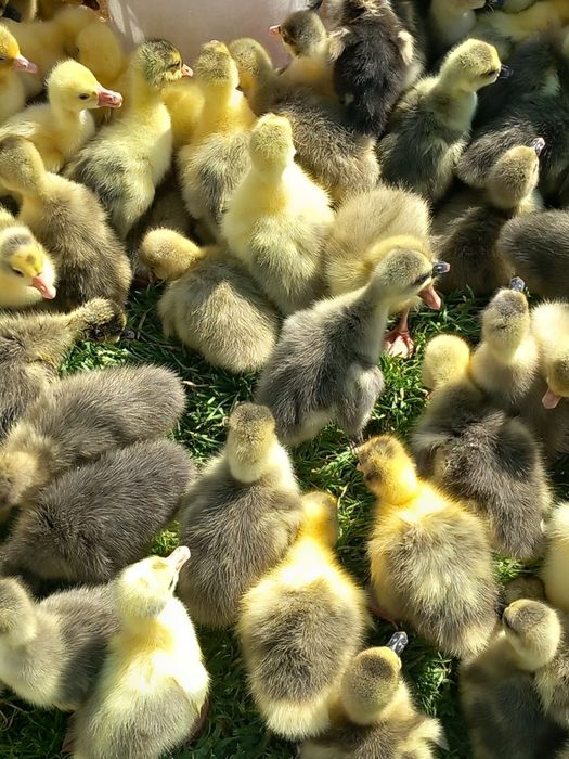 Vand pui rate boboci de gasca