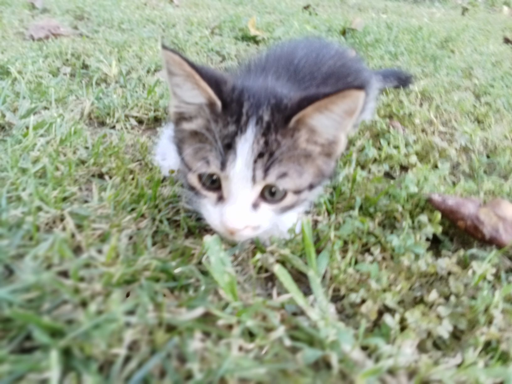 Котёнок в хорошие руки