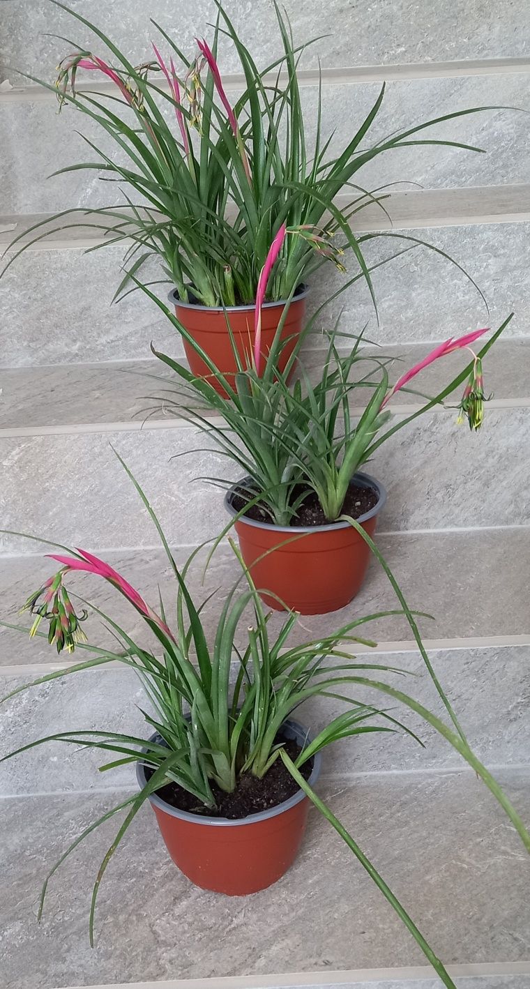 ,,Lacrima reginei" sau  ,,Floarea prieteniei"