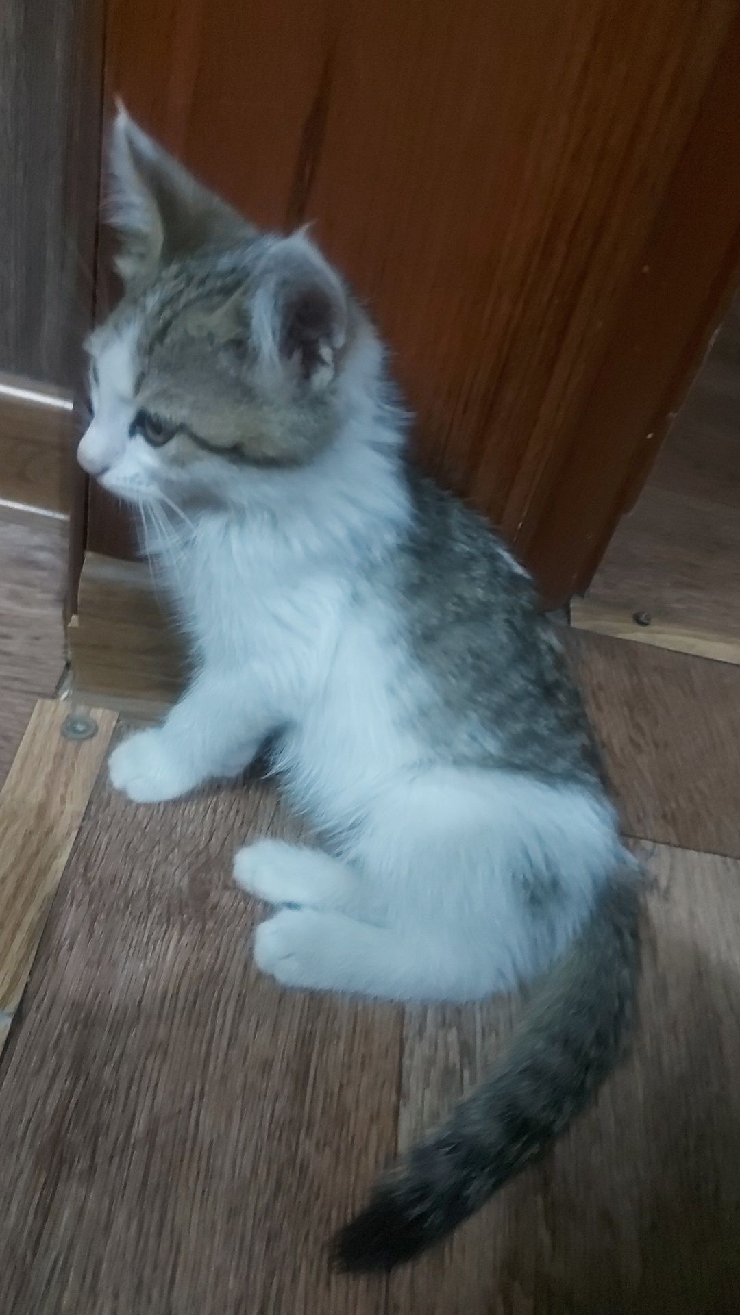 Бесплатно в добрые руки