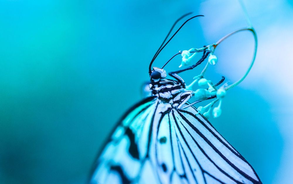 AF Nikon 60mm f/2.8D Macro Nikkor обектив Никон #1/2