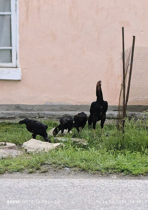 Dakan Tuxumlariga zakaz olamiz