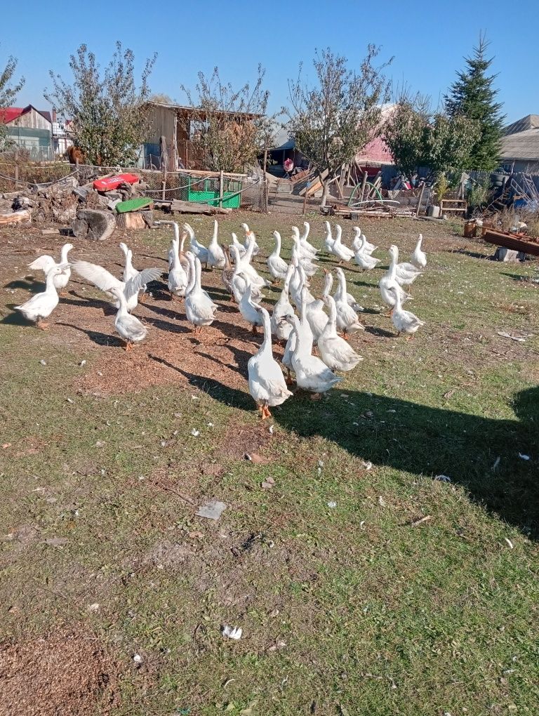 Gâște de vânzare