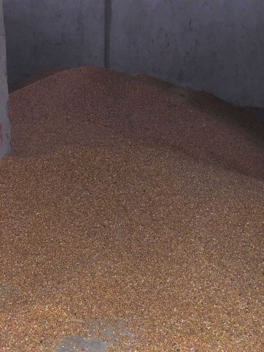 Vand porumb, 1.50 lei/kg