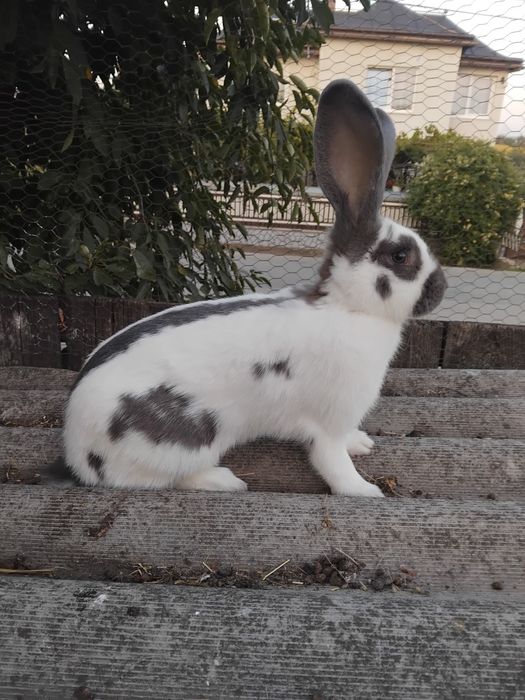 De vânzare o femelă de fluture german