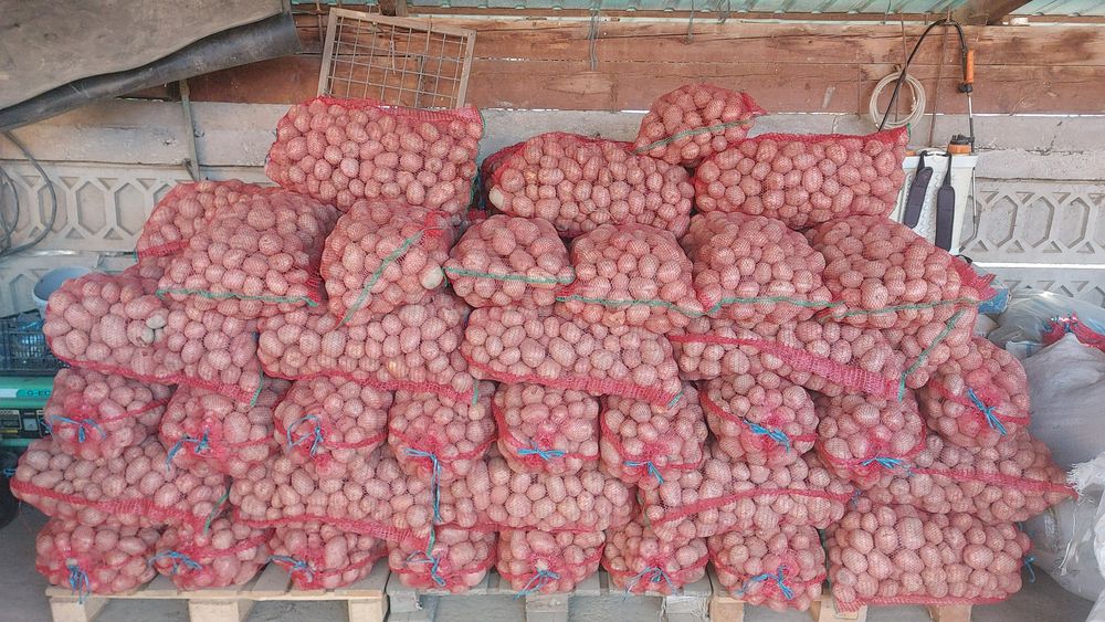 Cartofi de mâncare cu miez galben