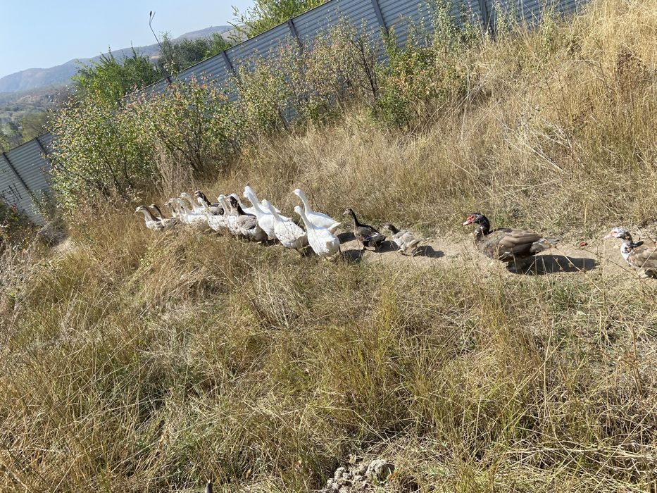 Гуси породы Линда возраст 6 месяцов
