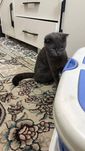 Скоттиш страйт девочка