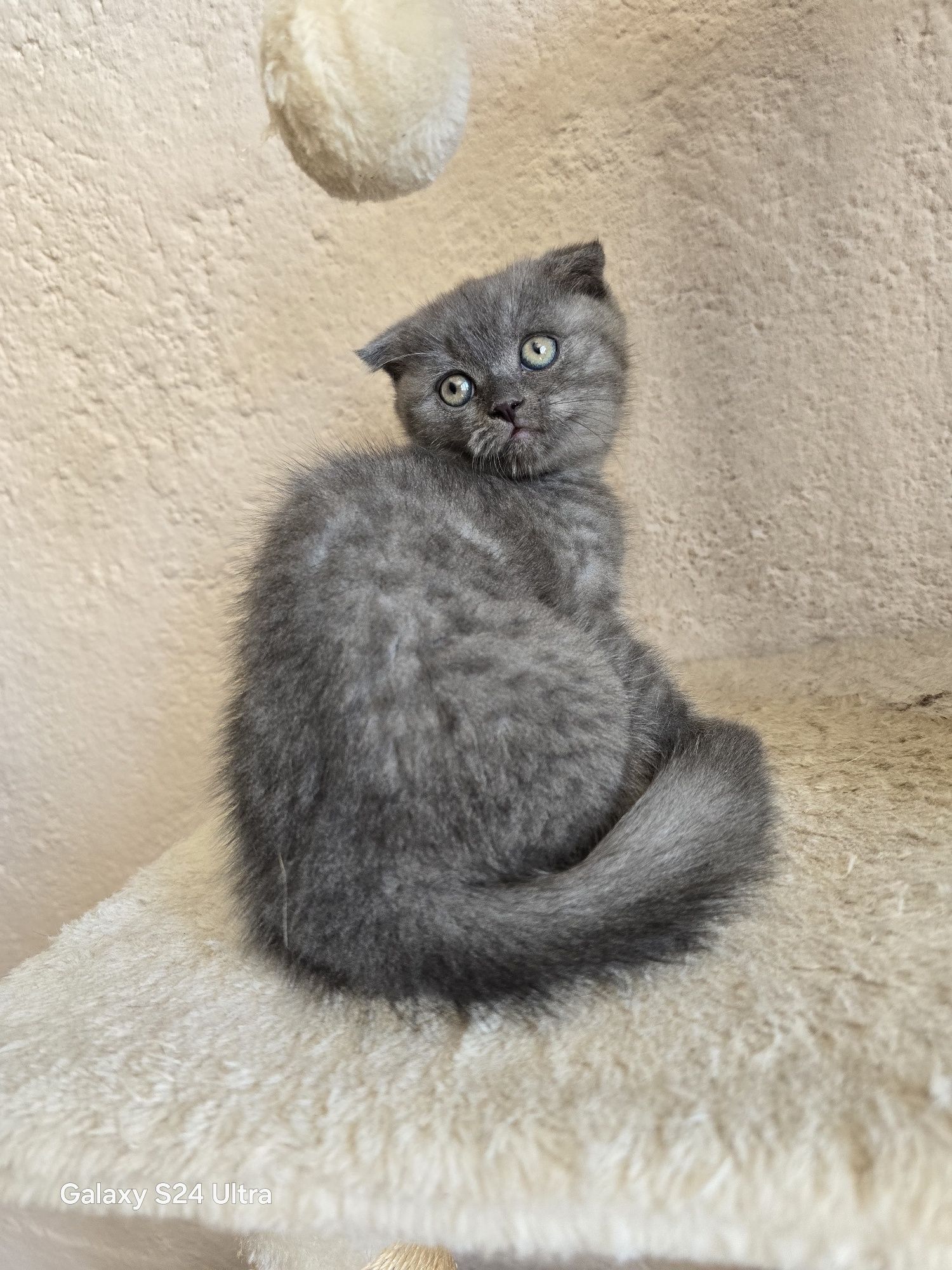 Клепоухи котета чистокръвни