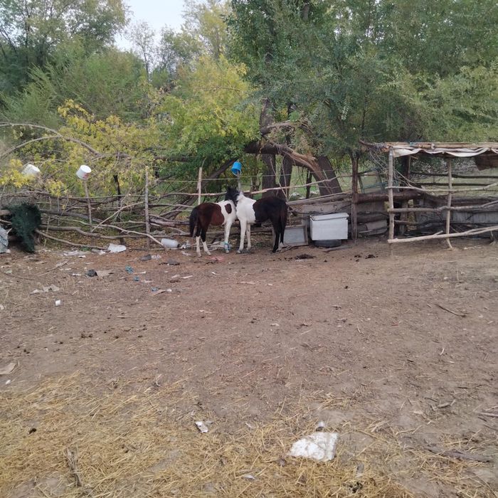 Ұрғашы тай 300000 тенге