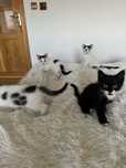 Doua pisici spre adoptie