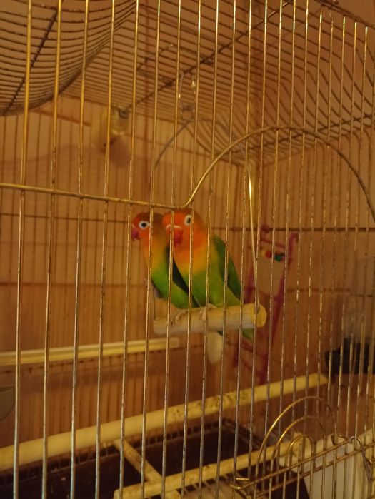 Vând o pereche de papagali agapornis/amorezi