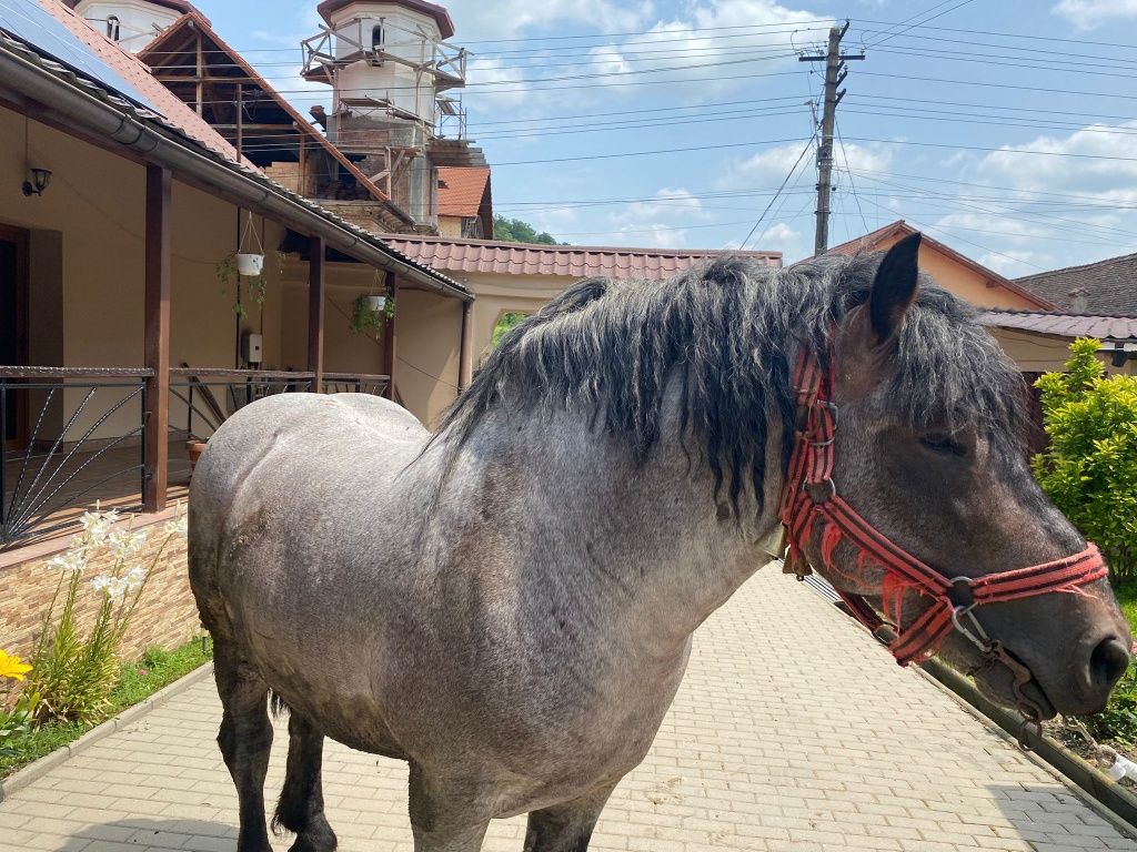 Armăsar, cal dereș