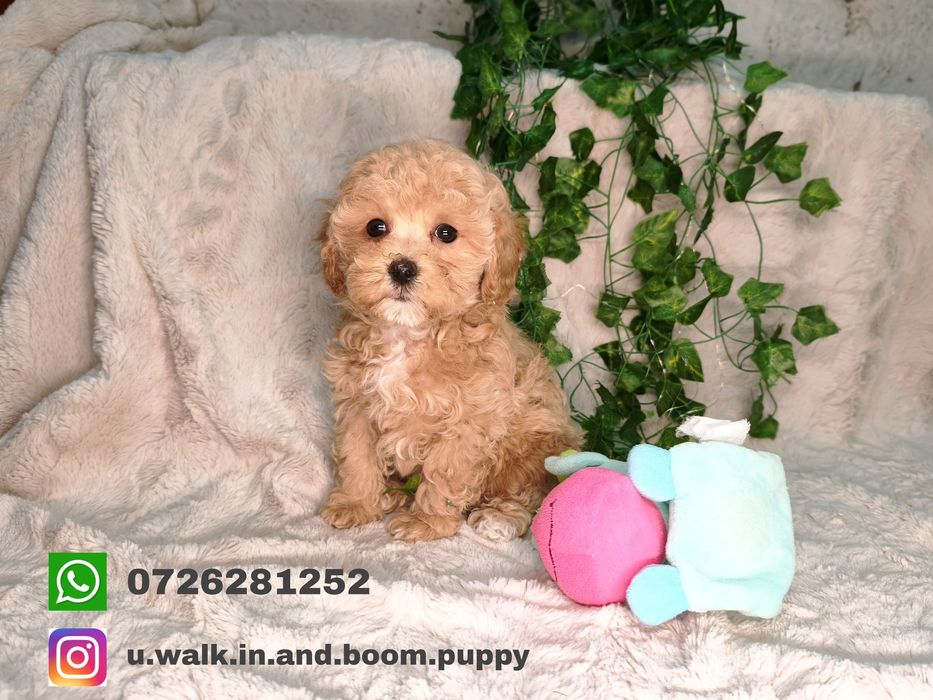 Vand fetita Maltipoo f1b mini toy - teacup