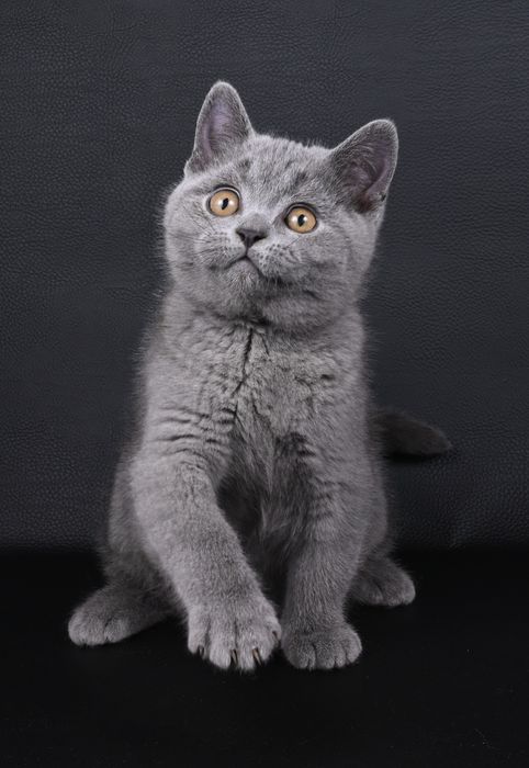 Pisicuță British  Shorthair blue  cu pedigree