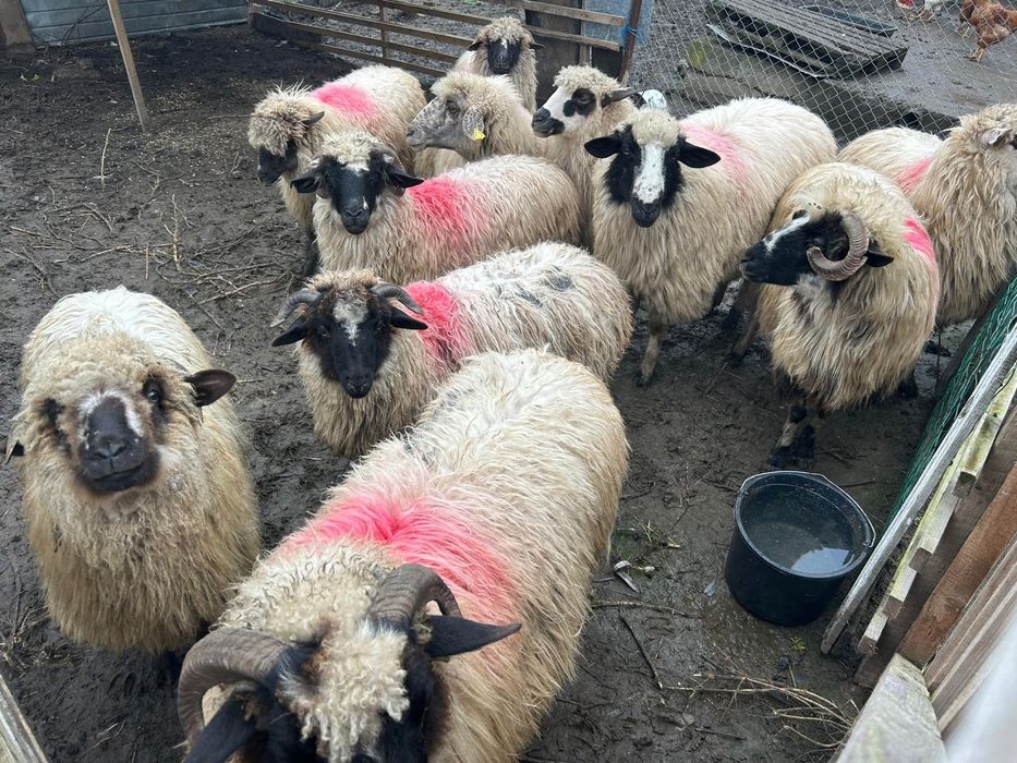 Oi țurcane tinere talie mare! Preț doar AZI urgent!