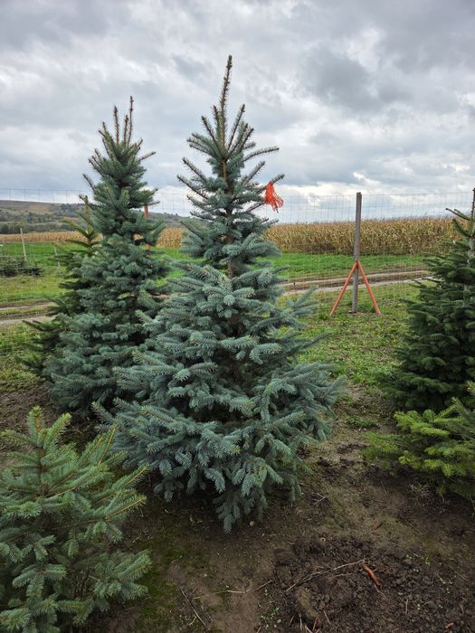 Brazi arginti si verzi