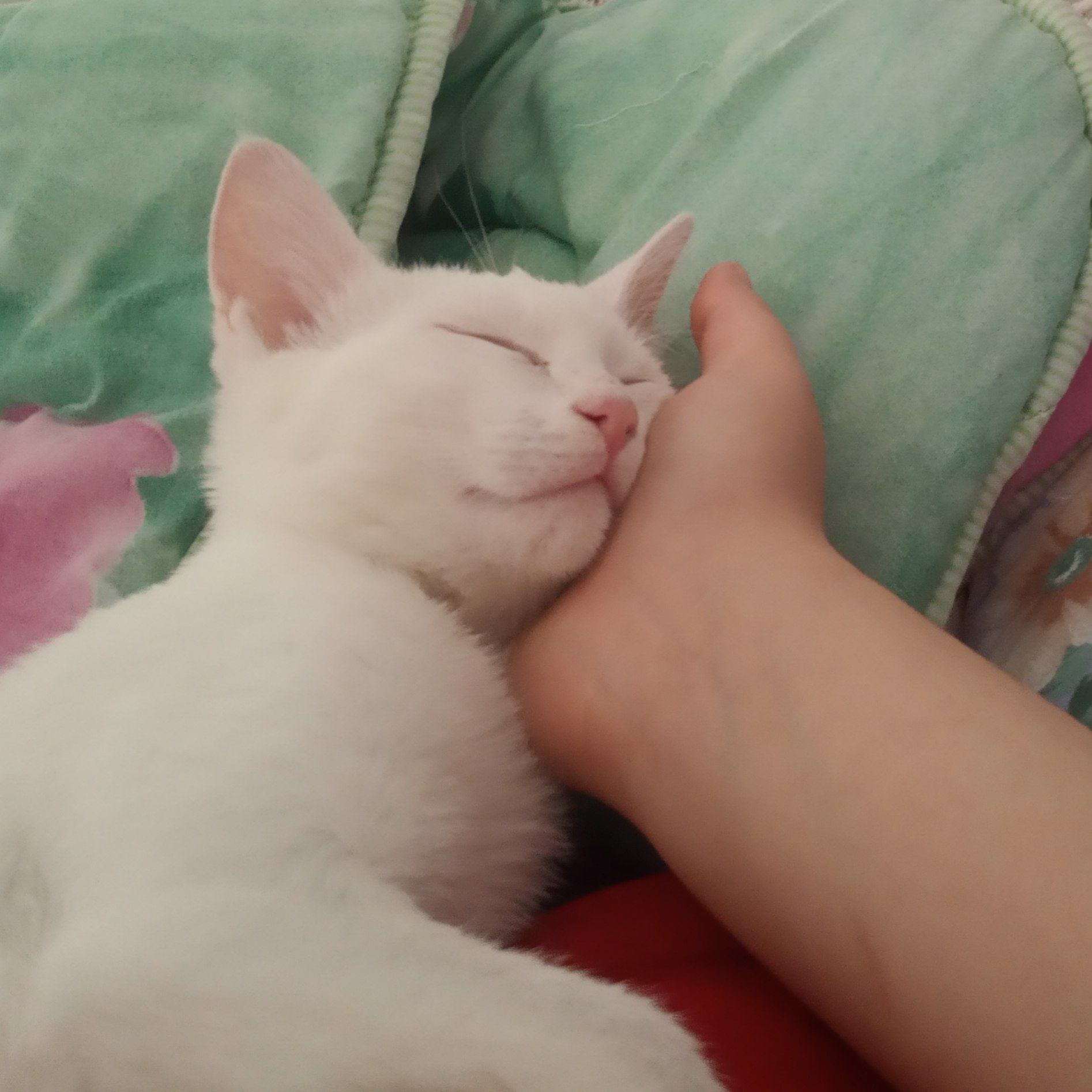 Кот 5 мес..не привит, игрив, весел, 5 мес. , без блох.