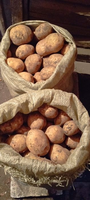 Продам картофель   1300 тг