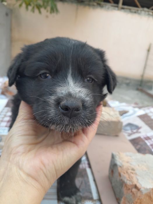 Щенки к заботливым хозяевам