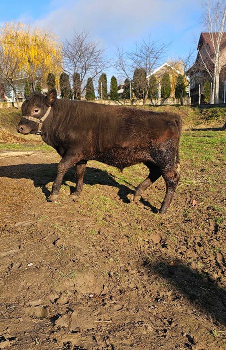 Vițel angus in varsta de 4 luni