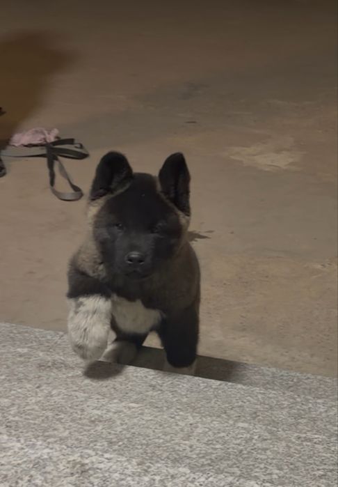 Щенки Американской Акиты