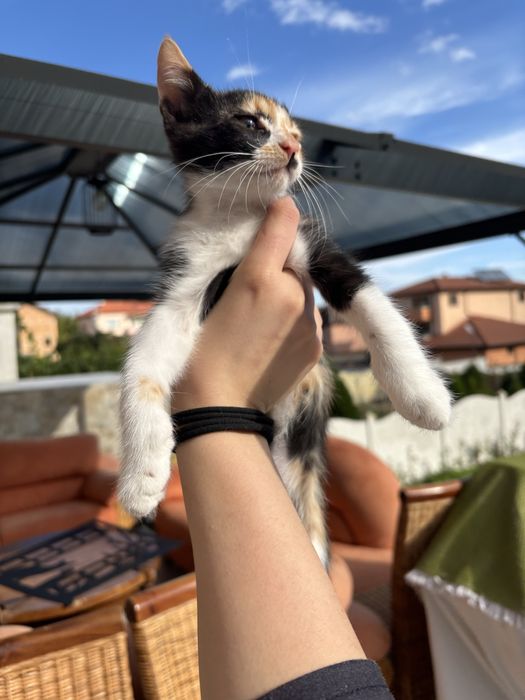 Подарявам котенца